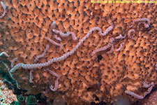 sea cucumbers